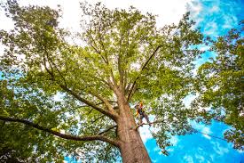 Best Tree Preservation Services  in Fairmont, MN