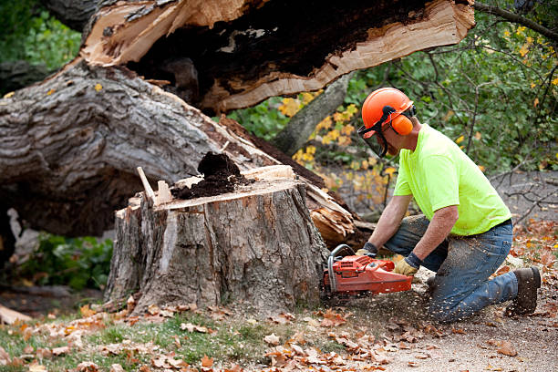Best Aeration Services  in Fairmont, MN