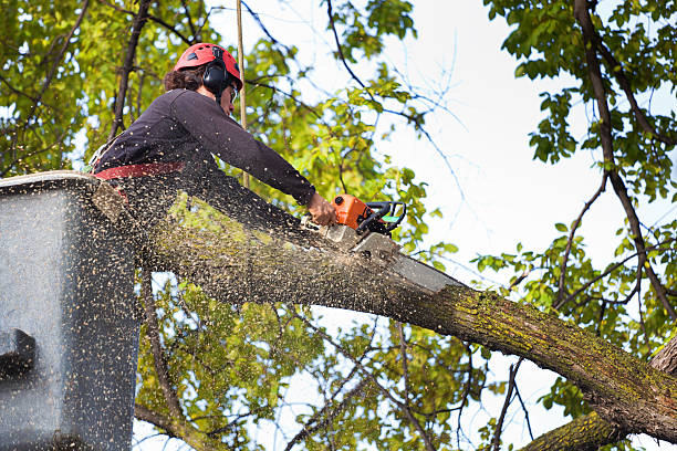 Best Seasonal Cleanup (Spring/Fall)  in Fairmont, MN